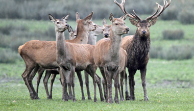 Hirsche in Panik auf die Landstrasse gerannt