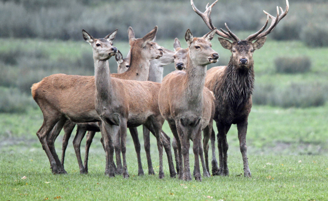 Hirsche in Panik auf die Landstrasse gerannt