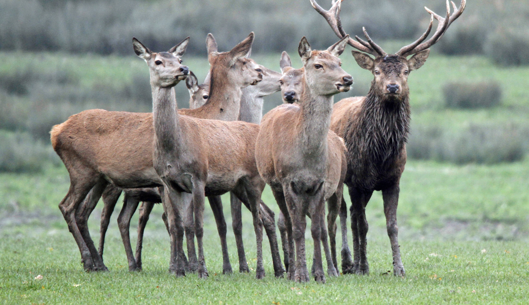 Hirsche in Panik auf die Landstrasse gerannt