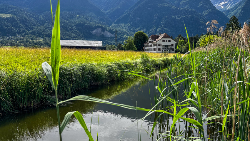 Schilfbestände am Mülbach. Hier fühlen sich Teichrohrsänger und Wassserralle zu Hause.