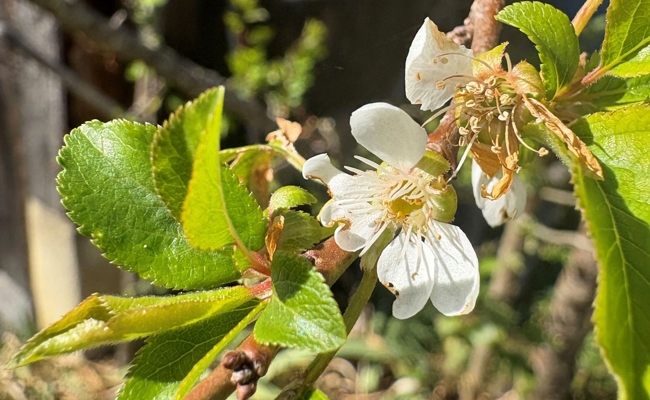 Das haben viele noch nie gesehen: Obstbäume blühen im Oktober