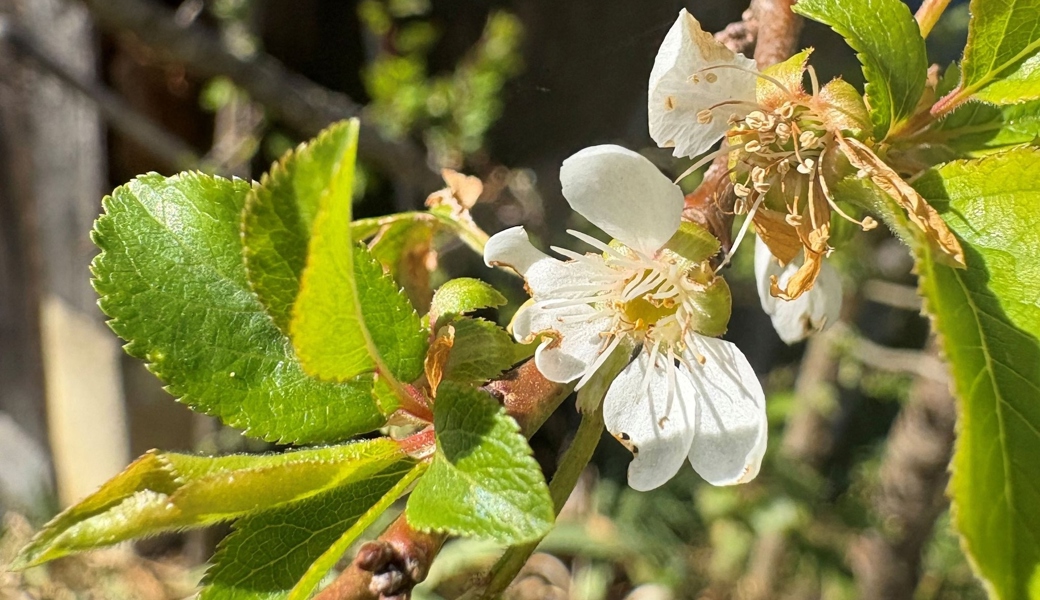 Blühender Mirabellen-Baum letzte Woche im Garten des Nationalrates. 