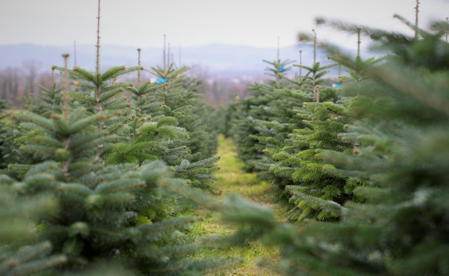 Jetzt ist Schluss: Strafanstalt baut keine Christbäume mehr an