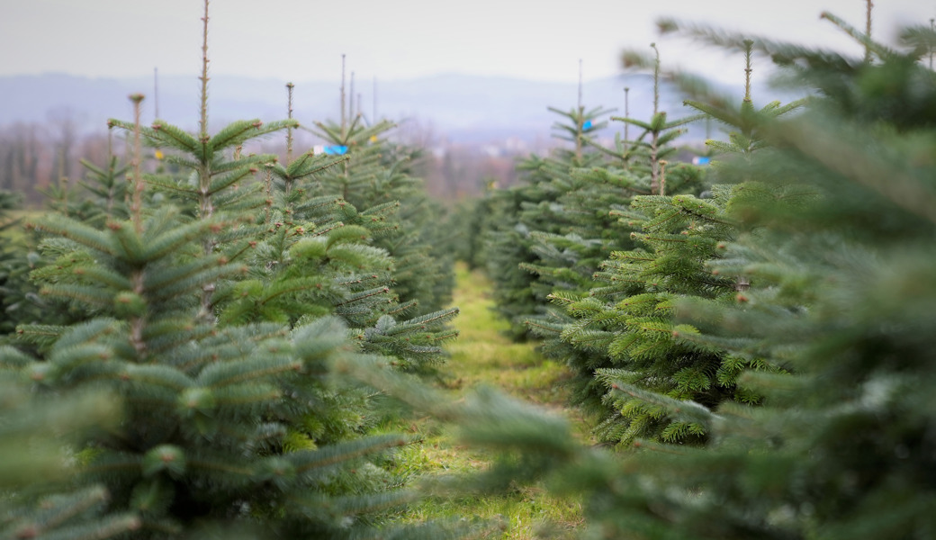 Jetzt ist Schluss: Bisher konnte man im Saxerriet den Christbaum direkt auf dem Feld auswählen.
