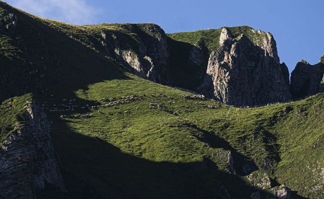 Wölfe vertreiben Hirt und Schafe von Flumser Alp