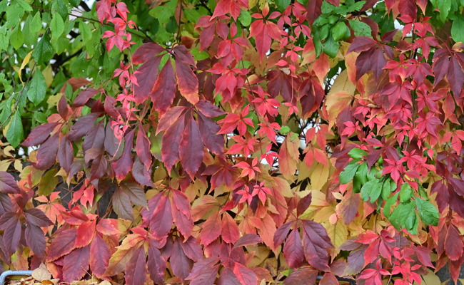 Gartentipp: Rot, gelb und braun - Farben zum Träumen