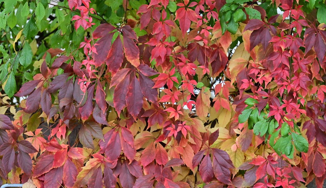 Gartentipp: Rot, gelb und braun - Farben zum Träumen