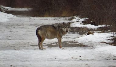 Wolfabschüsse: Bundesgericht spricht Verein CHWolf Beschwerderecht ab