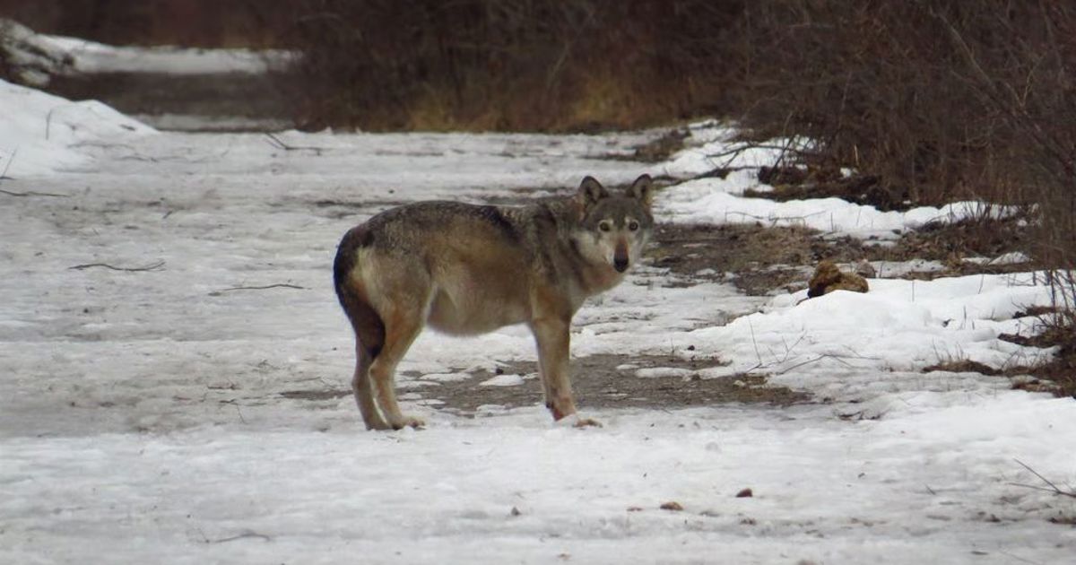 Wolf culls: Federal Supreme Court denies CHWolf association right to ...