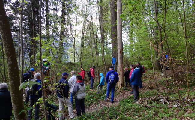 Exkursion für Frühaufsteher: Morgenstund hatte einmal mehr Gold im Mund