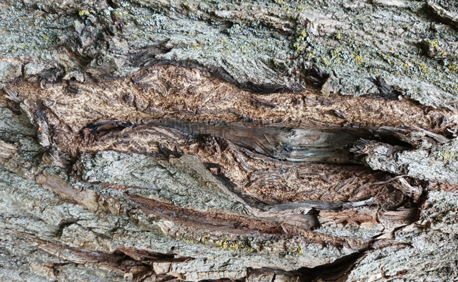 Faszinierende Details an Baumstämmen