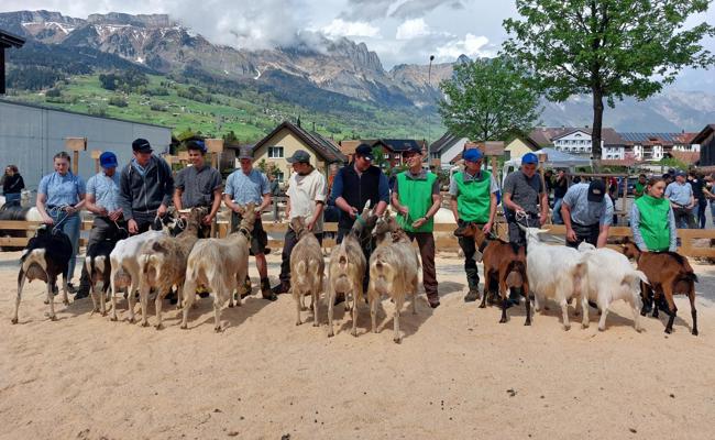 Gretel, Giulia, Felix und Zick sorgen an der Geissschau für Gamser Jubel