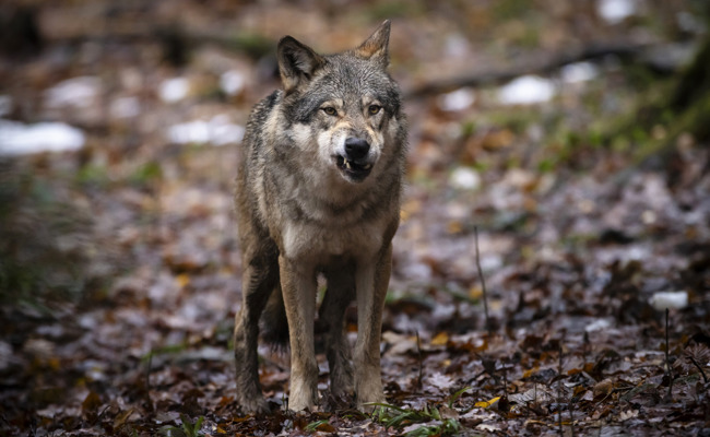 Jungwolf des Calfeisenrudels geschossen