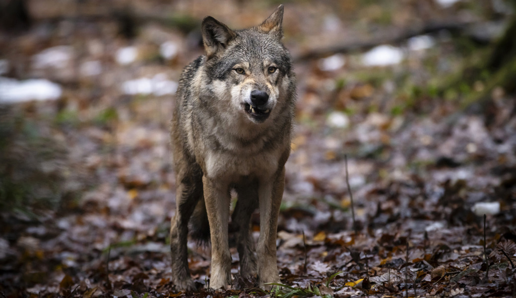 Wildhut erlegt Wolf im Taminatal