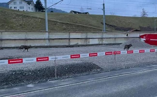 Augenzeugin berichtet über ihre Begegnung mit Wölfen