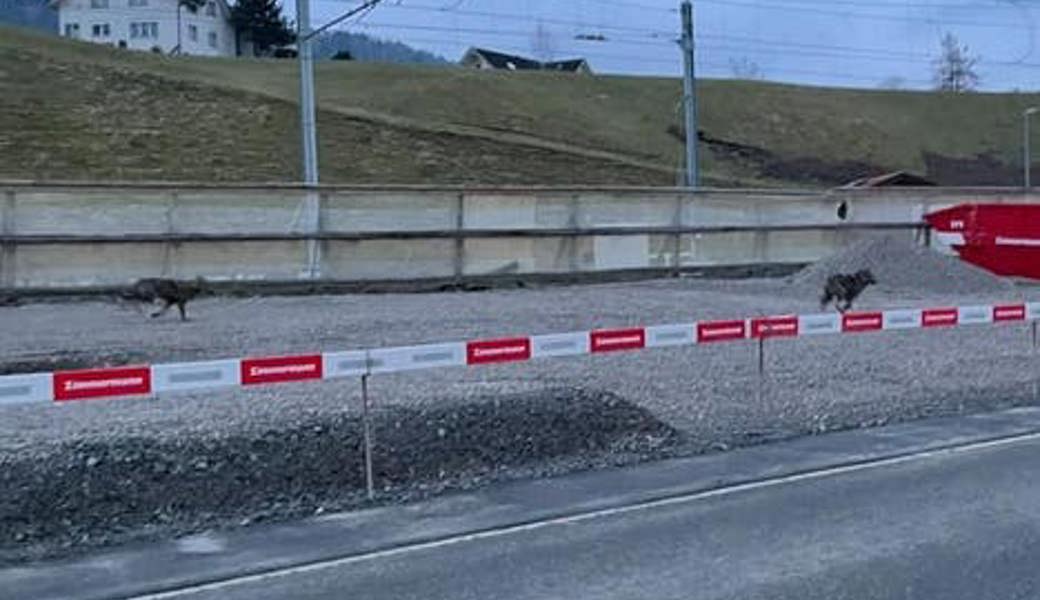 Kurz nach der Baustelle verschwanden die beiden Wölfe laut Koch in Richtung des Quartiers Forren. 