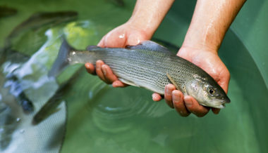 Werdenberger Fischer wollen weiterhin die stark gefährdete Äsche züchten