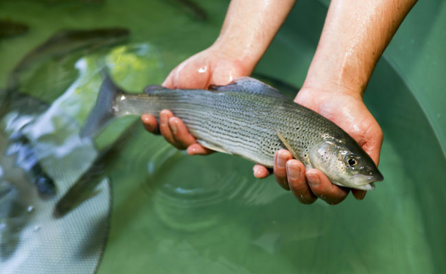 Werdenberger Fischer wollen weiterhin die stark gefährdete Äsche züchten