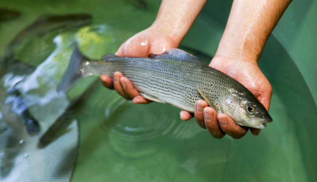  Die Äsche ist in der Schweiz ein stark gefährdeter Fisch. Der Fischereiverein Werdenberg will die Art erhalten. 
