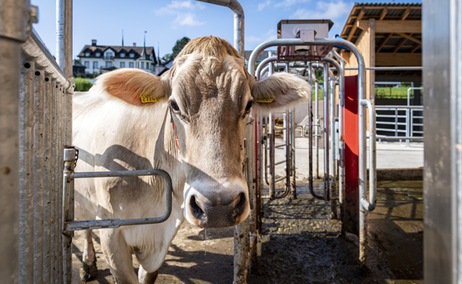 Fokus am LZSG auf nachhaltiger Tierproduktion