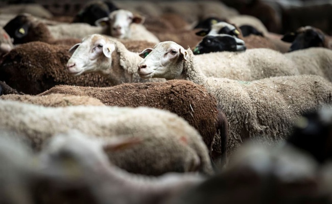 Ständerat will mit Motion für Impfung gegen Blauzungenkrankheit sorgen – derweil stecken sich in der ganzen Ostschweiz weitere Tiere an