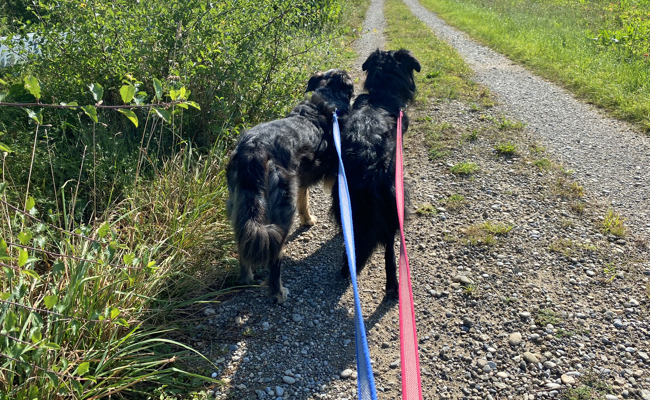 Naturschutz geht vor: Im Munzenriet muss Bello an die Leine