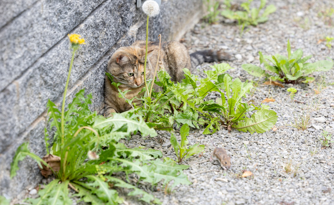 Katzen an die Leine oder ein Moratorium? Klimaschützer wollen Überpopulation stoppen