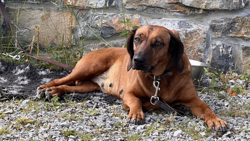  Schweisshündin Luna von Urs Büchler. 