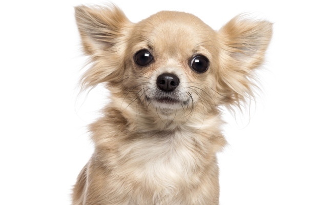 Der kleinste Hund ist in der W&O-Region der Grösste