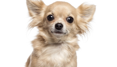 Der kleinste Hund ist in der W&O-Region der Grösste