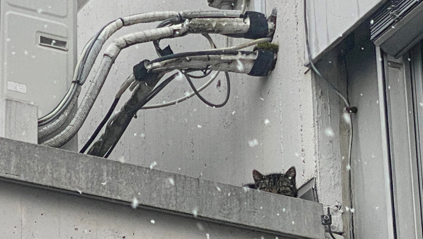  Rettung naht: Katze Nera kauert auf dem Vordach. 