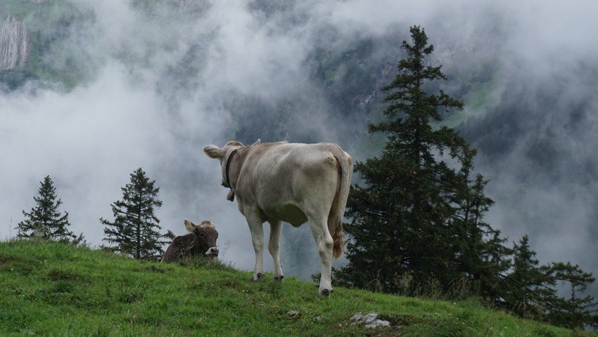 Zwist zwischen Allpersonal und Auftraggeber: Im Schilstal auf Boden der Gemeinde Flums hat sich eine kuriose Geschichte ereignet.