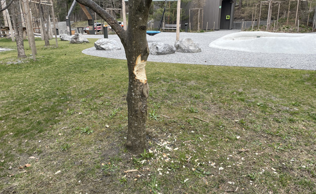 Zeugenaufruf: Unbekannte beschädigten Baum