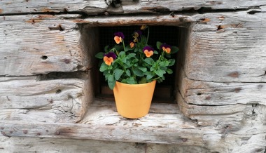 Gartentipp: Es ist wieder Pflanzzeit