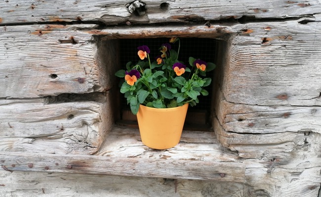 Gartentipp: Es ist wieder Pflanzzeit