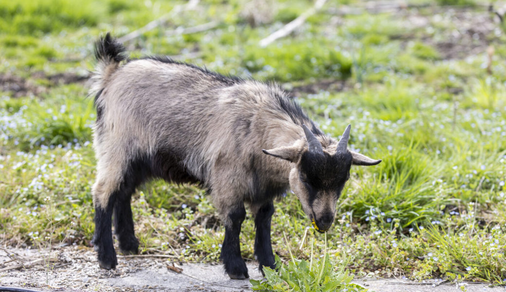  Zwergziegen im Lukashaus sind ausgebrochen. Daran störten sich Spaziergänger. Symbolbild: Archiv