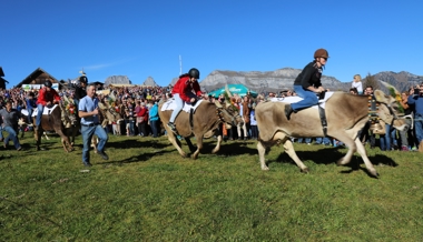 Grandprix der Kühe: «Achtung, fertig, Muuh…!»