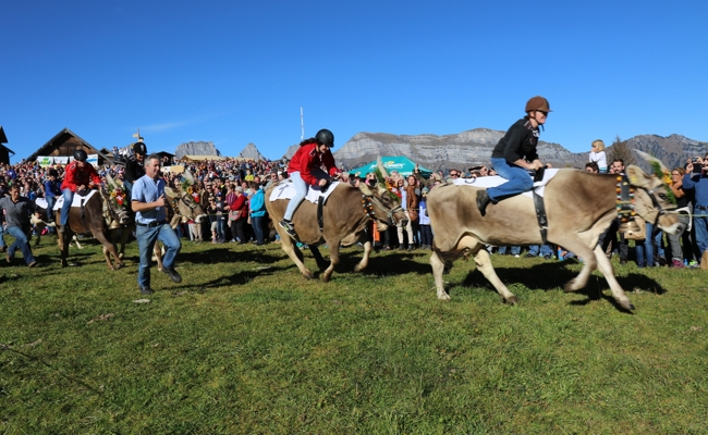 Grandprix der Kühe: «Achtung, fertig, Muuh…!»