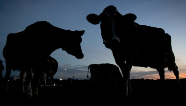 Durchgedrehte Kühe wurden erschossen
