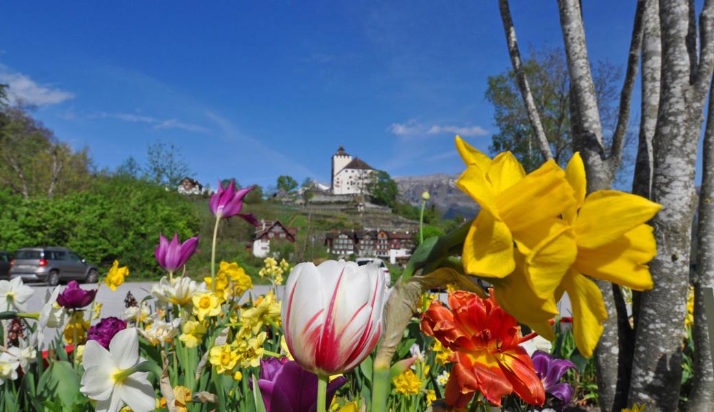 Ein bunter Frühlingsblick auf Schloss Werdenberg.
