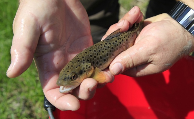 Fischsterben in Thur geht weiter