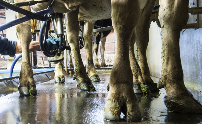 Zeitumstellung: Wie Kühe auf den anderen Rhythmus reagieren