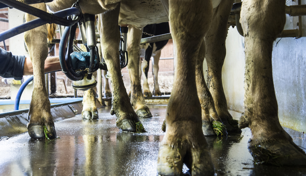 Der Tagesrhythmus einer Kuh hängt unter anderem vom Zeitpunkt des Melkens ab. 