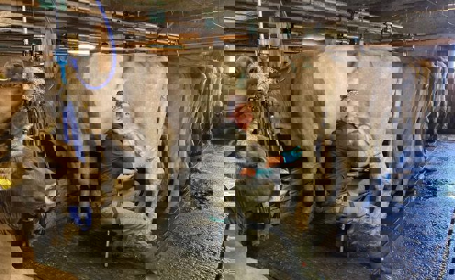 Die Alpsaison ist eröffnet: Die Vorfreude der Sennen und Hirten ist gross – aber nicht ungetrübt