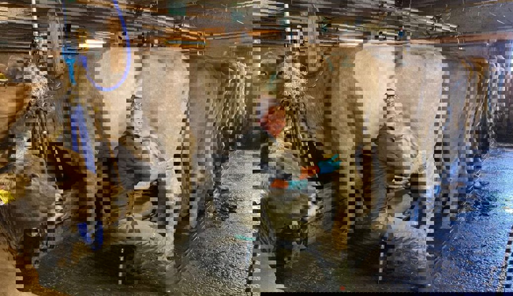  Seit einer Woche sind Stefanie Müller und ihre Team auf der Alp Schanerberg (Wartau). 