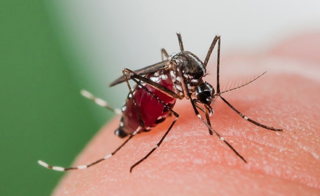 Asiatische Tigermücke nachgewiesen – nun wird sie bekämpft