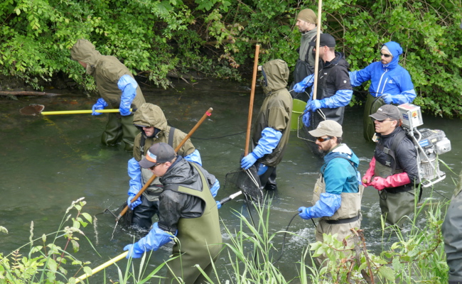 Altes Bachbett abgefischt: Zügelaktion der Binnenkanal-Bewohner