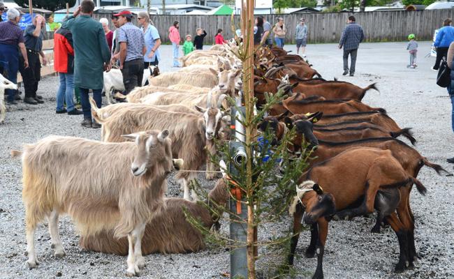 Von Saanenziegen bis Tauernschecken: Neun verschiedene Rassen an der Beständeschau