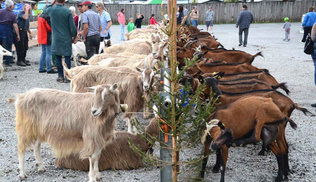 Von Saanenziegen bis Tauernschecken: Neun verschiedene Rassen an der Beständeschau