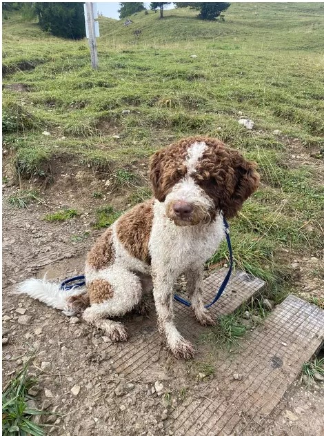 Solidarische Suchaktion nimmt ein glückliches Ende für Hund Bruno